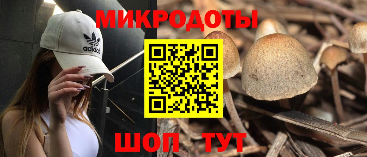 хочу   Вход с VPN  Братск  Галлюциногенные грибы Cubensis 